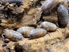 10 count Porcellio Scaber Koi isopods