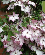 20 SEEDS White Magenta CLEMATIS rare flower exotic vine bush plant USA Seller