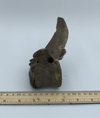 BISON VERTEBRA FOSSIL Holocene Bison Buffalo R1