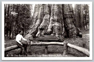 RPPC the General Sherman Tree Base Sequoia Nat'l Park Postcard Handsome Man