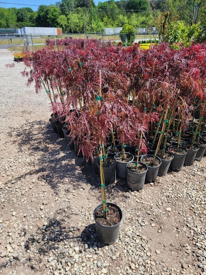 Red Dragon Laceleaf Weeping Japanese Maple Tree - Live Plant - ( 2.5 QT ) - Image 4 of 4