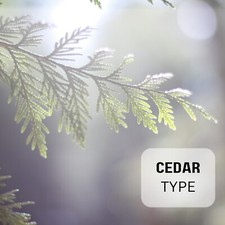 Cedar Fragrance Oil Perfume for Body, Candles, Soap Lotion, Diffusers  Warmers