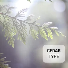 Cedar Fragrance Oil Perfume for Body, Candles, Soap Lotion, Diffusers & Warmers