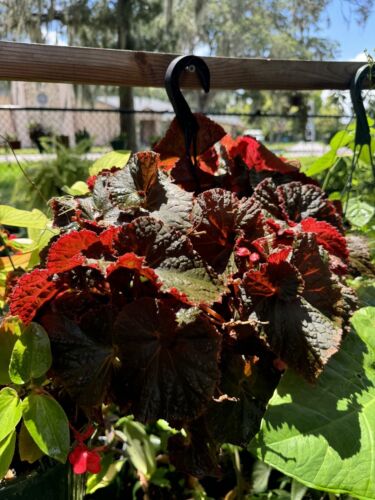 Coleus Pflanzen Lebendpflanzen Korb - Bild 2 von 2