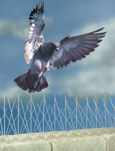 Fence Wall Spike Pack 1M Bird Pigeon Repeller Deterrant Window Defender Security - Afbeelding 1 van 2