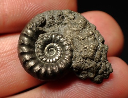 Pyrite Eoderoceras bispinigerum ammonite fossil (25 mm) Jurassic Coast UK gift - Picture 5 of 7