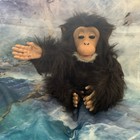 FurReal Cuddle Chimp Interactive Chimpanzee Monkey Tested Works w New Batteries