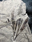 Baiera furcata - Rare Jurassic Ginkgo fossil plant