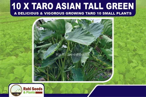 10 X Taro Asian Tall Green a Delicious & Vigorous Growing Taro 10 Small Plants