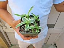 Agave Cream Spike Applanata Cactus