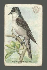 1915  USEFUL BIRDS OF AMERICA  #16  FLYCATCHER    EX/MT+  SERIES 1  ARM & HAMMER