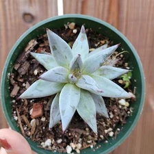 Echeveria unguiculata Succulent Plant