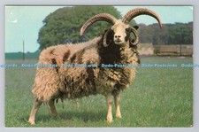 R783341 Glos Cheltenham Jacob Ram at Cotswold farm Park Guiting Power Photo Prec