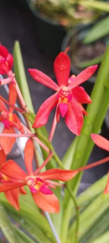 Orchidee Vanda Ren phillipinensis x Neo falcata Mad Happenings Micro Miniatur - Bild 1 von 4