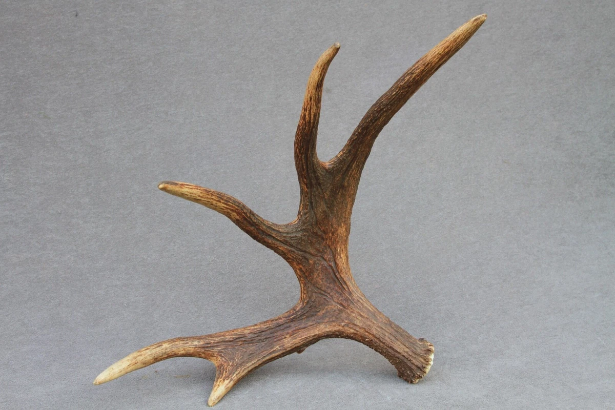 NATURALLY SHED WILD MOOSE ANTLER HORN KNIFE CARVING CHEW TAXIDERMY
