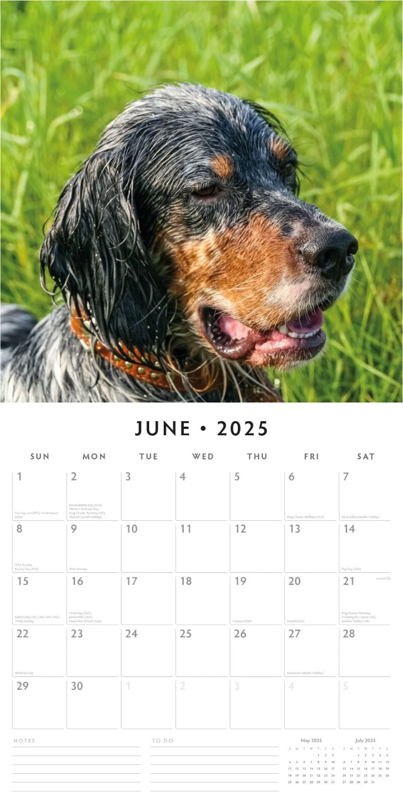 English Setters 2025 Square Wall Calendar