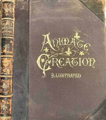 1898 ANIMATE CREATION IV von J.G. Holzvögel hb/624pp/13 ganzseitige Abbildungen