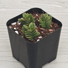 Succulent Live Plant - Crassula Spiralis - In 2" Pot