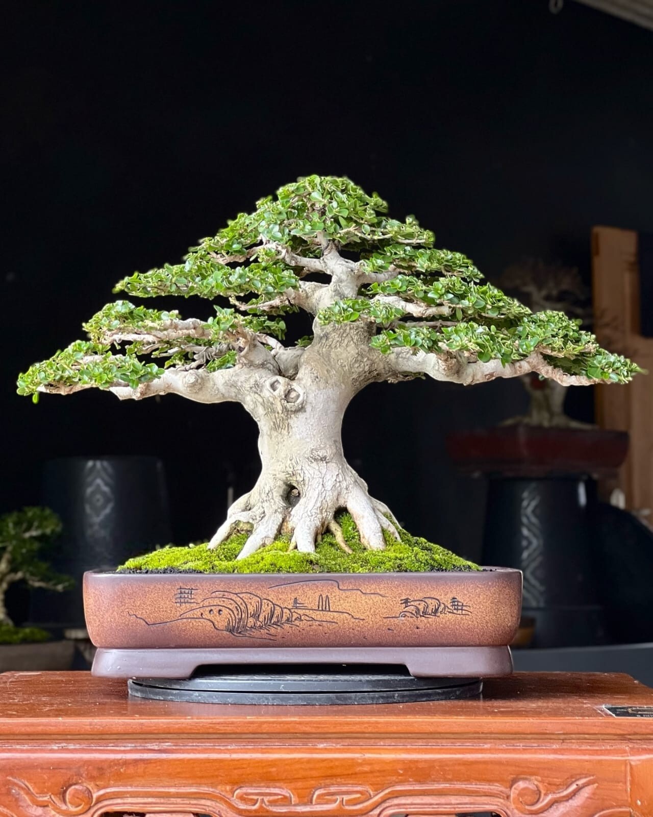 Actual plant Bonsai Premna Microphylla bonsai tree