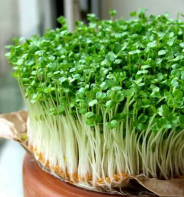 Micro Rocket Cultivated herb x 800 seeds | eBay