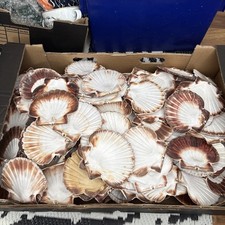 Large Lot Natural Scallop Sea Shell Flat Coastal  Decor Beach Craft X 170 shells