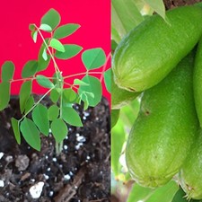 Bilimbi Averrhoa Seedling Cucumber Tree Sorrel Potted Plant