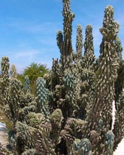 Cereus peruvianus monstruosus 30-40cm | Monstrose Apple Cactus - Monstrose Apple