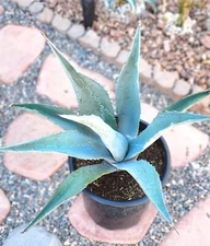 LANDSCAPE QUALITY Blue Agave Americana Century Plant, Agave Cactus, 24" (7F)