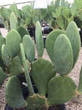 Reptile/Tortoise Food- 3 lbs Fresh Cut Spineless Cactus Pads-Ships FREE Priority