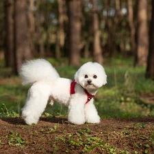 Small Dog Breathable Mesh Harness Soft Reflective Puppy Vest Chest Strap 3XS-L