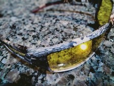 Sunglass - Unique and Vintage