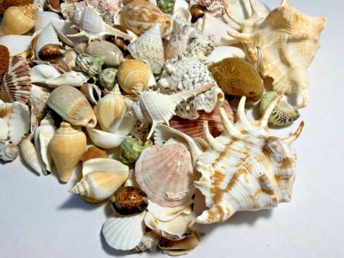 3 lbs. Large Indo Seashells Sea Shells Best Price FREE Ship! - Picture 2 of 5