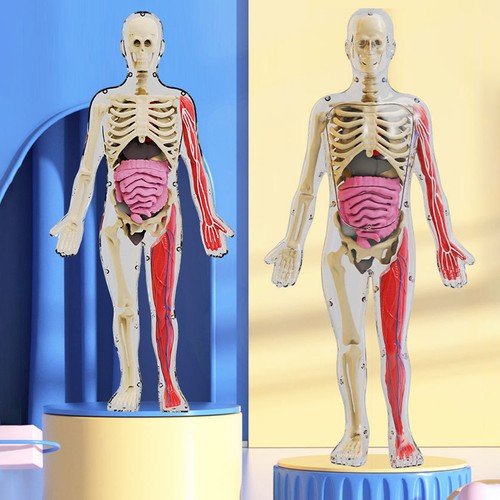 1 Set Human Body Model Removable Human Torso Anatomy Teaching Educational Toy su - Picture 8 of 17