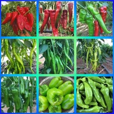 Türkische Paprika Set 9 Verschiedene Samenfeste Sorten Paprika Samen Saatgut