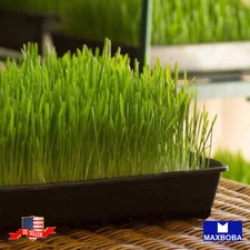 Cat Grass Seeds - Wheatgrass (Organic) Non-GMO Heirloom