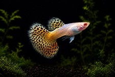 1 TRIO  Live Aquarium Guppy Fish High Quality - AB Yellow Dragon - USA SELLER
