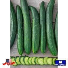 15 Cucumber Fresh Seeds - Japanese Long Non-GMO Vegetable