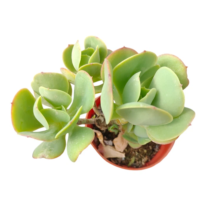 Echeveria 'Lemon Rose' Live Plant - Cluster 6 Inches Bare Roots -Cactus seedling - Image 3 of 4