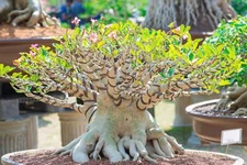 20 Rare Exotic Desert Rose (Adenium Obesum) Mixed Seeds - Grow Desert Rose Bonsa