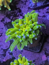 WYSIWYG RARE Single OG Holy Grail Torch 24K Multicolor Live Coral LPS SPS Frag