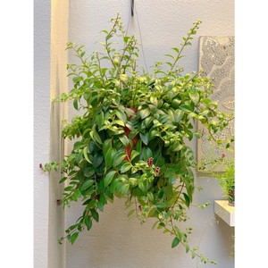 Aeschynanthus Lipstick Plant Mona Lisa Tropical Plant 2 Cuttings Ebay