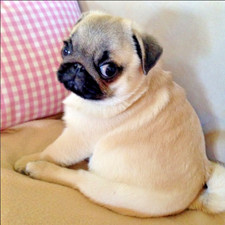 Unique PUG DOG ANIMAL PET Pendant on 925 Plated Silver 20" 22" Necklace