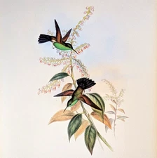 Gould BLUE-TAILED AMAZILI Hummingbirds Vintage Bird Art Print Bookplate 315