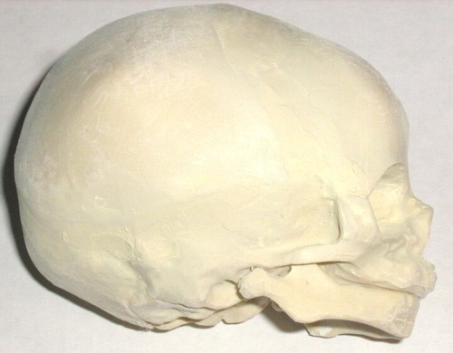 Infant new born baby anatomical skull model student teacher medical anatomy New - Picture 2 of 4