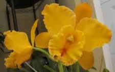 Rlc Lian Her Glory 'HER' 'A' x Village Chief Cunning Live Orchid Plant 3B42
