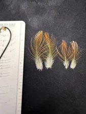 Flamed Bower Bird feathers