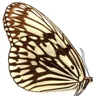 IDEA IDEA SSP. FEMALE FROM KELANG ISL.