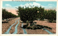 Peach Orchard, California, M. Kashower Co., Los Angeles. Postcard
