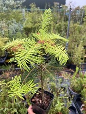 Grand Fir 40/60cm - Abies grandis - Evergreen Tree for