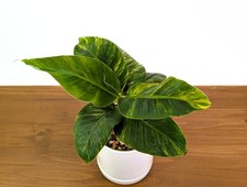 Variegated Dwarf Cavendish Musa Banana Tree